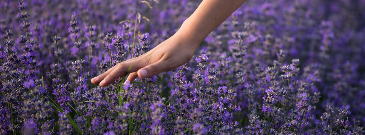 Into the Lavender Haze